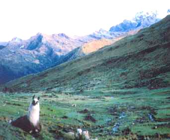 llama.jpg
