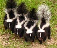 skunks2.jpg