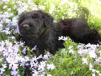 Taken when Zeke was only a puppy.