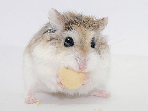 hamster003oj1-main_Full.jpg
